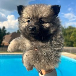 Hoss - Orange sable male Pomeranian puppy in Hernando, Mississippi from The Pom Squad
