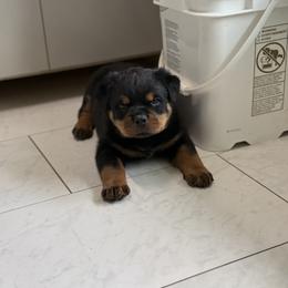 Black Collar - Black and mahogany male Rottweiler puppy in Batesburg, South Carolina from Vom Haus Bulnes
