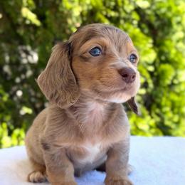 Dalton (NO BREEDING HOMES) - Dapple male Dachshund puppy in Fayetteville, North Carolina from RRD