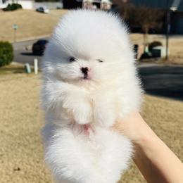 Leo - White male Pomeranian puppy in Hot Springs, Arkansas from Pomeranian Empire
