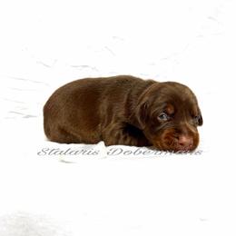 White collar - Red and rust female Doberman Pinscher puppy in North Judson, Indiana from Stalaris Dobermans