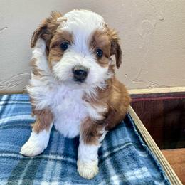Olympic - Red tri-color male Aussiedoodle puppy in Tonasket, Washington from V5 Aussies