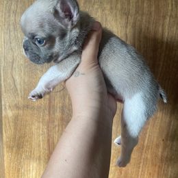 French Bulldog Puppies from Blue Apple Frenchies