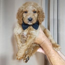Bernedoodle Puppies from Doodles Divine Michigan