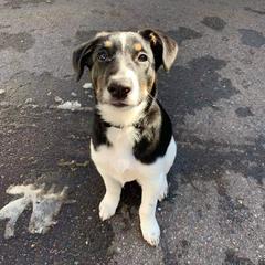 Nord Wachhund Puppies from Nordic Kennels