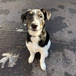 Nord Wachhund Puppies from Nordic Kennels