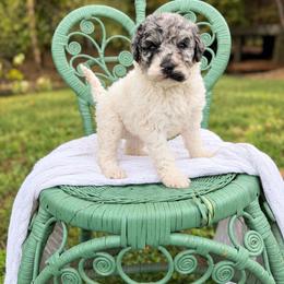 Tonya Lasagna - Merle female Labradoodle puppy in Grove, Oklahoma from Guinn Family Farms