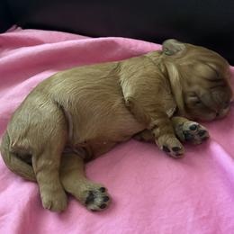 Minnie - Ruby female Cavalier King Charles Spaniel puppy in Burke, New York from Patti’s Puppies