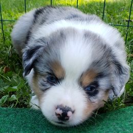 Miniature American Shepherd Puppies from DreamWeaver