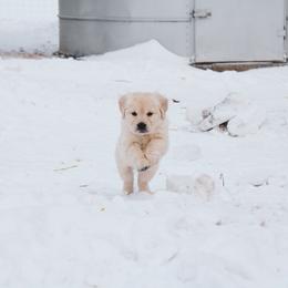 Cookie - Light golden female Golden Retriever puppy in Mason, Michigan from Sweet Breeze Acres