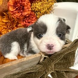 Ember - Blue female Pembroke Welsh Corgi puppy in Paxton, Illinois from McGovern Family Corgis