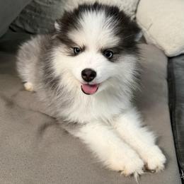 Oreo - Black and white female Pomsky puppy in West Sacramento, California from Pinkie's Pomskies