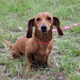 Daisy - Dachshund
