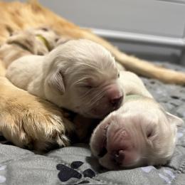 Golden Retriever puppies from Retriever Ranch