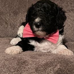 Bernedoodle Puppies from Northern NY Bernedoodles