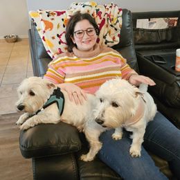 West Highland White Terrier All Grown Up from Touchdown Westies