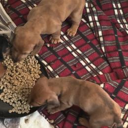 Dachshund Puppies from San’s Dachshunds