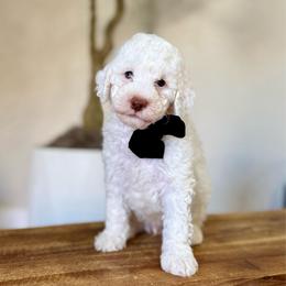 Cedar boy - Parti male Goldendoodle puppy in Rio Linda, California from Plush Doodles