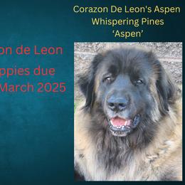 Leonberger puppies from Corazon de Leon Leonbergers