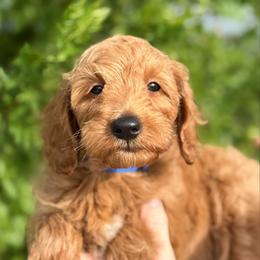 Finn - Red  male Goldendoodle puppy in Tucson, Arizona from Adored Poodle & Doodles