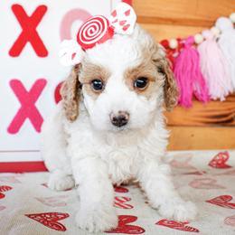 Cali - Parti female Goldendoodle puppy in Antlers, Oklahoma from Rocking H
