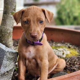 Nyx - Chestnut female Pharaoh Hound puppy in Snohomish, Washington from ACE Pharaoh Hounds