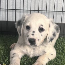 Raven - LUA - long coat - White and black female Dalmatian puppy in Sedalia, Missouri from Missouri Dalmatians