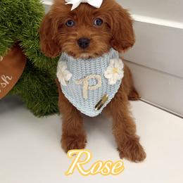 Rose - Red female Cavapoo puppy in Buford, Georgia from Petite Posh Puppies