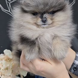 Pomeranian puppies from BP PUPS