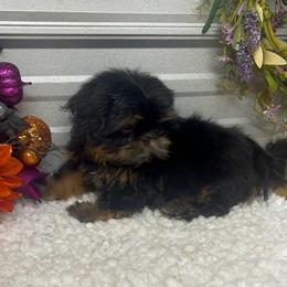 SB Luna - Black and tan female Shih Tzu puppy in Elgin, South Carolina from Silver Bells Paw Prints