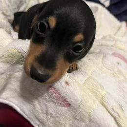 Reese - Black and tan male Dachshund puppy in Tacoma, Washington from Thedachhouse