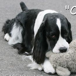 English Springer Spaniels from Suncoast English Springer Spaniels