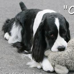 English Springer Spaniels from Suncoast English Springer Spaniels