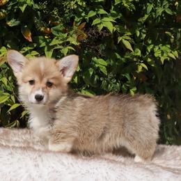 Boy 5 - Red male Pembroke Welsh Corgi puppy in Caliente, California from Rafter Cross 7
