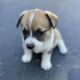 Girl 3 - female Sporty Mix puppy in Woodland, Washington from MB Acres Corgis
