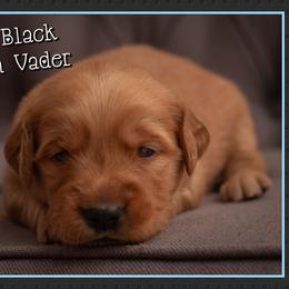 Darth Vader - Dark golden male Golden Retriever puppy in Driggs, Idaho from SK Golden Retrievers