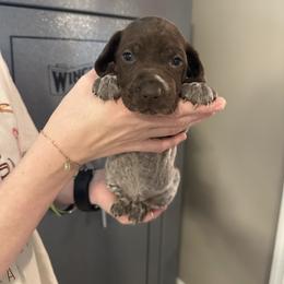Luna - Liver roan female German Shorthaired Pointer puppy in Bainbridge, Georgia from Chapman Bird Dogs