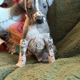 Lludd - Black and white male Xoloitzcuintli puppy in Victorville, California from Elegancia Vintage Xoloitzcuintle