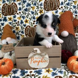 Aurora - Black and white female American Corgi puppy in Waskom, Texas from Piney Woods Corgis