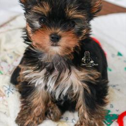Yorkshire Terrier Puppies from Essence of Grace Yorkies