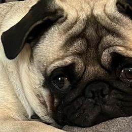 Pugs from Marla's Pugs