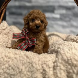 Cavapoo, Cockapoo, and Poodle Puppies from Heavenly Puppies to Love