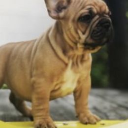 French Bulldogs from Black Fortress Kennel