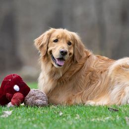 Golden Retrievers from Goodhue Goldens