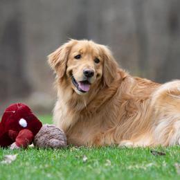 Golden Retrievers from Goodhue Goldens