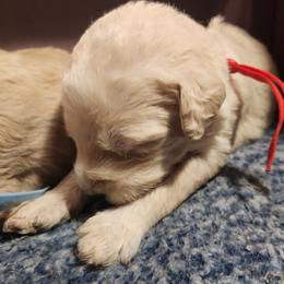 Phoenix - red collar - Cream female Labradoodle puppy in Fostoria, Michigan from North Country Kennel Club