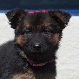 Nala - Black and red female German Shepherd puppy in Muldrow, Oklahoma from Reizarf Kennels