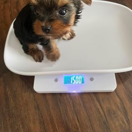Yorkshire Terrier Puppies from Sophea Cheth's Yorkshire Terriers