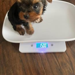 Yorkshire Terrier Puppies from Sophea Cheth's Yorkshire Terriers