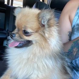 French Bulldog and Pomeranian All Grown Up from Chaos Central Valley Bulls